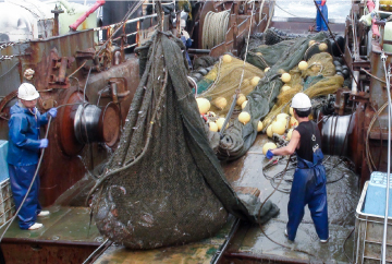 グループ会社が操業する３船団の沖合底曳網漁船が、日本海の豊かな幸を漁獲します。

