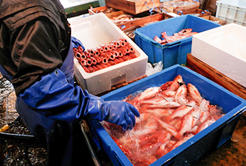 水揚げされた魚は島根県水産技術センターが作成した鮮度管理マニュアルに従って船上でしっかり鮮度保持します。